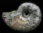 Pyritized Ammonite (Kosmoceras) Fossil - Russia #34609-1
